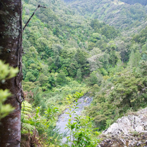 Taheke Waterfall Track photo