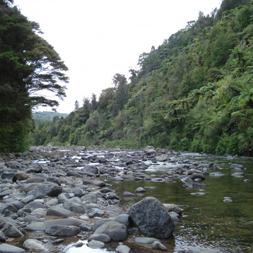 Kauaeranga Valley walking tracks photo